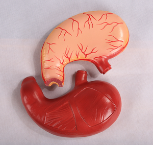 Modelo <span class=keywords><strong>de</strong></span> estómago <span class=keywords><strong>de</strong></span> Anatomía <span class=keywords><strong>de</strong></span> alta calidad <span class=keywords><strong>de</strong></span> PVC, modelo <span class=keywords><strong>de</strong></span> estómago humano educativo, modelo <span class=keywords><strong>de</strong></span> estómago <span class=keywords><strong>de</strong></span> ciencia médica <span class=keywords><strong>de</strong></span> plástico - Product Image 5