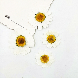 Fleurs séchées à base d'hélium pour la décoration du visage, produit domestique bon marché, délicates, bricolage, micro-sotis naturels, chrysanthème blanc et bleu, 30 pièces, X159 - Product Image 4