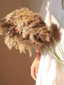 Flores Secas de Pampas Estilo Boho, Ecológicas, Decoración para Halloween, Año Nuevo, Bodas, Navidad, Día de la Madre, Día de San Valentín - Product Image 5