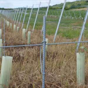 Clip AD en acier galvanisé pour les vignes de fruits Fixation de la position verticale Le fil de tuteur empêche fermement le mouvement sous la vigne de couper - Product Image 6