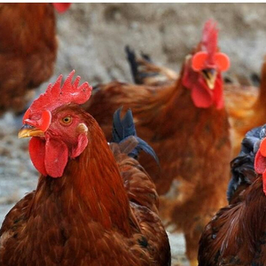 ที่ครอบตาไก่แบบป้องกันสำหรับผู้ถือแว่น<span class=keywords><strong>ตา</strong></span><span class=keywords><strong>ไก่</strong></span>เฟรนช์ฟรายแก้วใส่เครื่องดื่มพลาสติกแว่นตาไก่ - Product Image 6