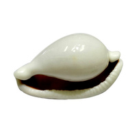 Coquillages de Cauris Blancs Naturels en Gros, Petits, Purs, pour Décoration Nautique DIY