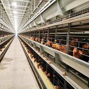 Vente en gros de <span class=keywords><strong>cages</strong></span> pour animaux Poulets 3/4 étages 96/1120/128/160 Birs <span class=keywords><strong>Cages</strong></span> pour poules pondeuses 1000 poulets ferme avicole - Product Image 2