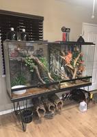 Kit de terrarium fermé en PVC pour petite plante, avec support de buffet en acrylique pour traiteur, pot en verre pliable, pot à mousse, lampe DIY et ouverture frontale