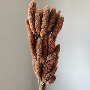 Hierba de Gema Real para Arreglos Florales y Creación de Ramos/Bouquets, <span class=keywords><strong>Phalaris</strong></span> Seca para Decoración del Hogar y Graduaciones - Product Image 6