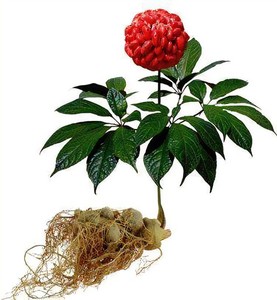 Panax <span class=keywords><strong>Notoginseng</strong></span> <span class=keywords><strong>Extract</strong></span> Saponinen 10% tot 98% Bloedsomloop- en herstelondersteunend poeder Aanpasbaar Bulk <span class=keywords><strong>Notoginseng</strong></span> - Product Image 4