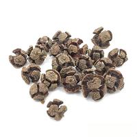 Coquilles de clochettes naturelles PKY pour aquarium, cachette pour poissons et crevettes, décoration pour aquarium d'eau noire