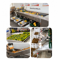 RVS fruit- en groentesorteermachine, multifunctionele sorteer- en verdeelmachine voor knoflook, aardappel, tomaat, mango