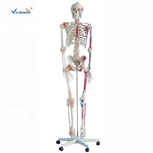 medical science Medical life size real human skeleton for sale anatomical medical human skeleton model life size skeleton