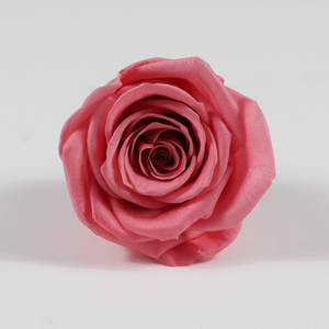 Teste di <span class=keywords><strong>Rose</strong></span> Stabilizzate All'Ingrosso, Aspetto Naturale di Fiori Freschi Eterni per Tutte le Occasioni, Regalo e Decorazione, OEM ODM - Product Image 2