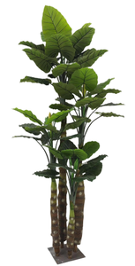 พืชเขตร้อนตกแต่งในร่มพืชเทียมมูซาบาสจูบานา - Product Image 5