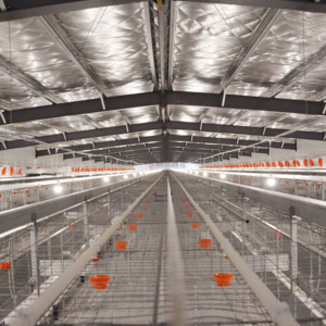 Promotion : Nouvelle Cage à Poules Pondeuses Automatique <span class=keywords><strong>en</strong></span> Treillis d'Acier Galvanisé Type H – Cage Avicole pour Élevage de Poulets et Animaux de Ferme - Product Image 1