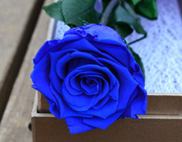 Rose éternelle avec tige unique et longue, 1 boîte, cadeau