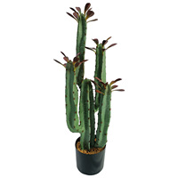 Plantation de printemps arbre Cactus pilier immortel sans épine roue céleste pilier combinaison plante en pot vieux tas succulent
