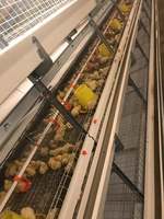 Système de Cage de piles à poulet, avec Structure en acier, 4 niveaux, moderne, maison, broyeur automatique, en vente, livraison gratuite