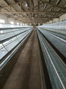 Jaulas para gallinas ponedoras, gallinas ponedoras con batería automática, proveedor de equipos - Product Image 2