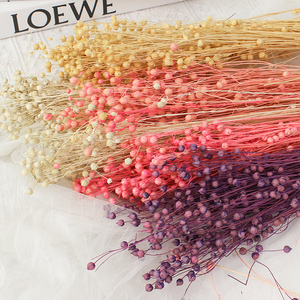 Suministro de floristería de alta calidad Natural Real Fresh Everlasting Jequirity Bean Jumble-beads Flores secas para la decoración del hogar - Product Image 4