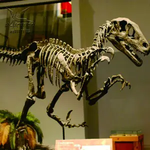 Park Decoratie Skelet Fossiel Dinosaurus Skelet Voor Tentoonstelling Museum