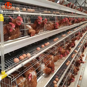 Equipo Avícola para Cría de Pollos, Jaulas para Gallinas Ponedoras Tipo A, Galvanizadas, Anticorrosivas, de Alta Densidad para Granjas Comerciales de Huevos - Product Image 3