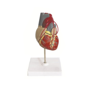 Educational <strong>3D</strong> human <strong>Heart</strong> Anatomical coronary arching attach Hospital Suppliers - Product Image 1