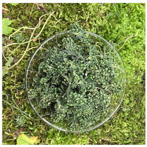 Atacado Granel Seco <span class=keywords><strong>Ginseng</strong></span> Flor Chá Alta Qualidade Seco Panax <span class=keywords><strong>Ginseng</strong></span> Flor Aceitar OEM - Product Image 3