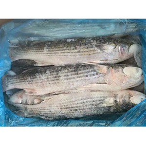 Mullet gris congelé éviscéré IQF, directement <span class=keywords><strong>de</strong></span> l'usine, 1000-2000g, vente en gros pour le marché africain - Product Image 6