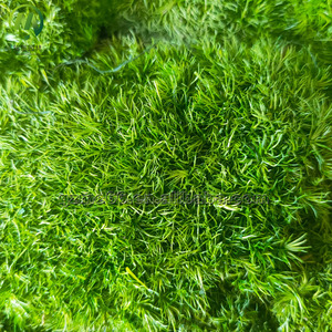 Artificial <strong>Moss</strong> Wall Panel Decorative <strong>Moss</strong> Backdrop Lifelike Preserved <strong>Moss</strong> High Simulation Green Plant Wall for Indoor Decor - Product Image 3