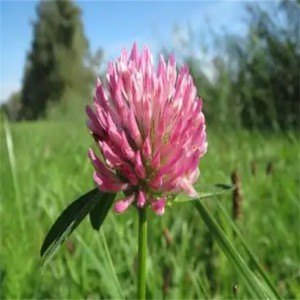 Extracto de <span class=keywords><strong>Trifolium</strong></span> Pratense Certificado GMP y Halal, Grado Alimenticio, Polvo de Hoja de Trébol Blanco y Rojo, Formononetina 98%, Envasado al Vacío - Product Image 3