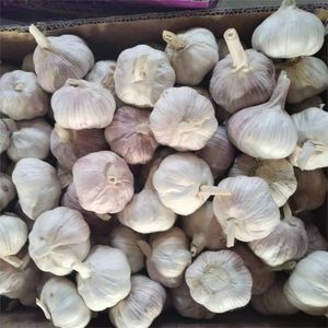 <strong>Fresh</strong> <strong>Garlic</strong> Chinese New Crop Ail Supply As <strong>Garlic</strong> and Pure White Alho Ajo From Wholesale <strong>Garlic</strong> Manufacturer - Product Image 5