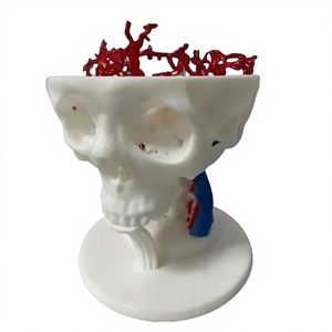 Modelo Humano <span class=keywords><strong>3D</strong></span> Reutilizable de Grado Médico Profesional, Prototipo Rápido de Resina para Estudio Anatómico - Product Image 2