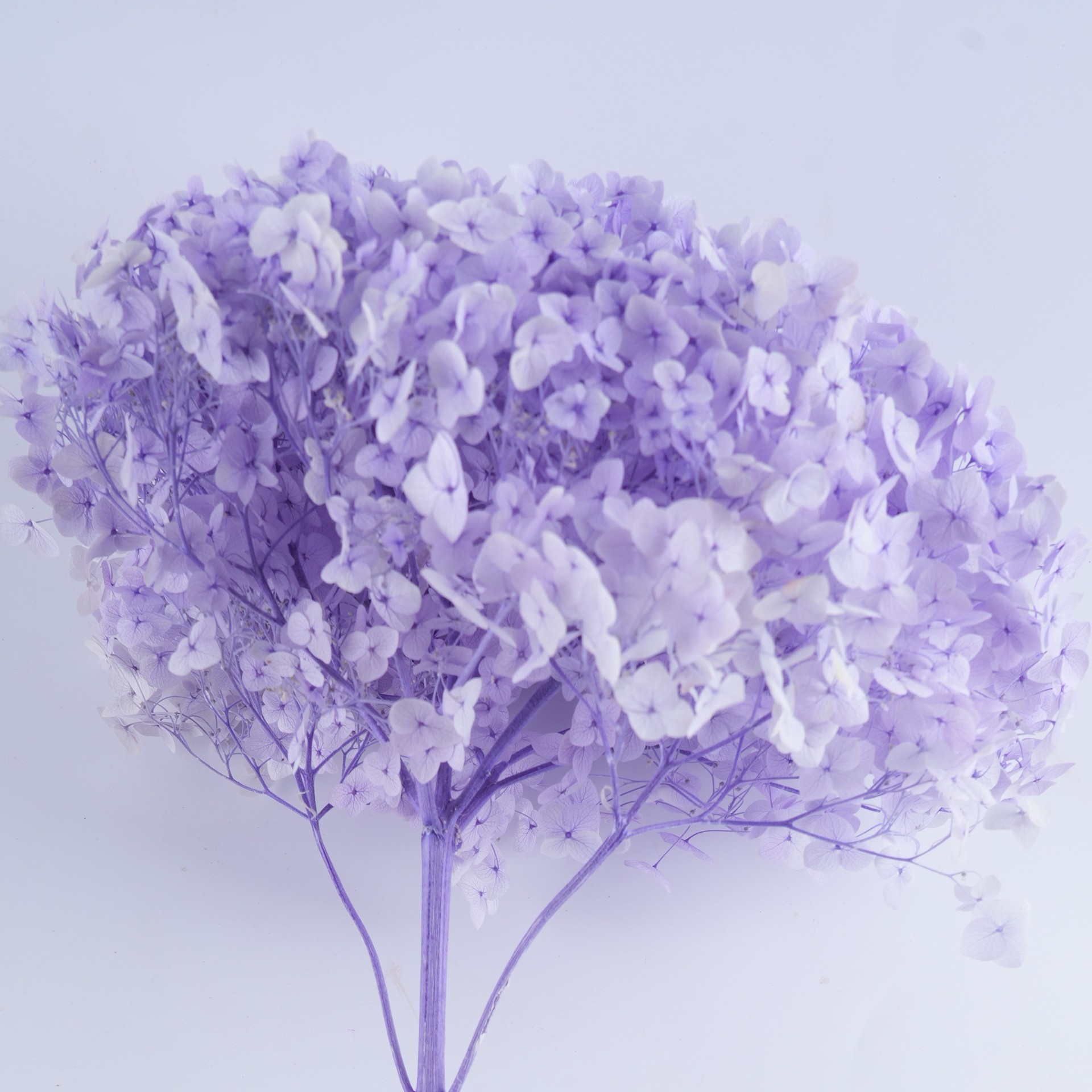 Neige bleue
