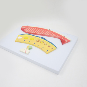 Modelo anatómico del ciclo menstrual de 3 piezas PVC Visualizar ritmos endometriales ováricos para la comprensión de la educación del ciclo menstrual - Product Image 5