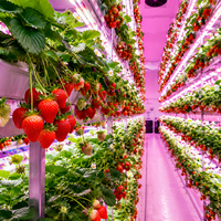 Serre mobile hydroponique clé en main pour fraises, système de culture verticale à climat contrôlé, prix usine