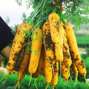 <span class=keywords><strong>Semi</strong></span> di Carota Gialla in Confezione Sacchetto, Durata di Conservazione 1 Anno, Origine Cina - Product Image 4