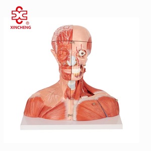 Modè<span class=keywords><strong>le</strong></span> anatomique de nerf en PVC de taille accrue pour l'enseignement médical - Product Image 1