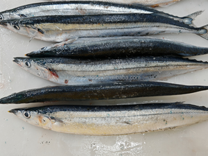 Pesce Sgombro del Pacifico Congelato all'Ingrosso dalla Cina, Cololabis Saria, Sgombro Congelato, Pesce di Mare Congelato - Product Image 3