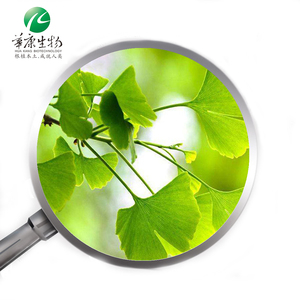 유기농 은행 나무 <span class=keywords><strong>biloba</strong></span> 추출물 24% 플라보노이드 은행나무 <span class=keywords><strong>biloba</strong></span> - Product Image 3