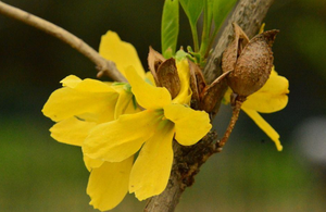 Nieuw Aangekomen <span class=keywords><strong>Forsythia</strong></span> <span class=keywords><strong>Extract</strong></span> Supplement 10:1 20:1 <span class=keywords><strong>Forsythia</strong></span> Poeder - Product Image 2