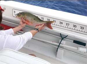 อุปกรณ์เสริมสำหรับตก<span class=keywords><strong>ปลา</strong></span>ในทะเลเสื่อโฟมอุปกรณ์เสริมสำหรับเรือตก<span class=keywords><strong>ปลา</strong></span>กันน้ำ OEM วัดได้ตามต้องการ - Product Image 3