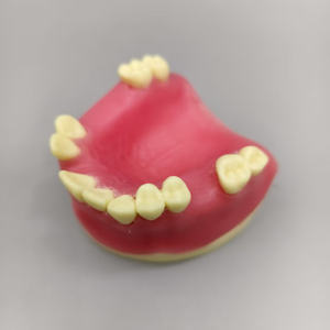 Model palsu gigi rahang atas hilang dan alat dental dasar untuk gigi lembut - Product Image 4