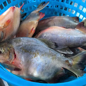 Poisson Pacu rouge congelé Dingin Ikan Pomfret Pemasok Poisson pomfret rouge congelé à vendre - Product Image 6