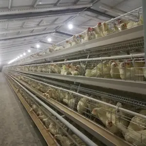 Équipement agricole de poulet facile à nettoyer, entièrement automatique, couche pour alimentation et boire, prix des cages à poules