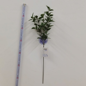 Plantes artificielles vertes, bonsaï vert avec plante succulente, fleur artificielle philodendron, 1 pièce - Product Image 5