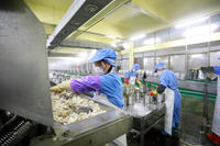 Turnkey-oplossing voor de productielijn van champignons, komkommers en ingelegde groenten (was-, ontziltings- en snijlijn)
