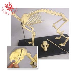 Modelos de Esqueletos de Animales de Plástico para Gatos - Product Image 4