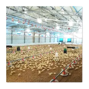 Automatic chicken poultry farm equipment for sale in sri lanka algeria and south africa