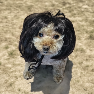 Jpar singolo piede ciondolo abbellimento biondo cucciolo di erba capelli derubati WFFILF0 accessorio abbigliamento per animali - Product Image 1