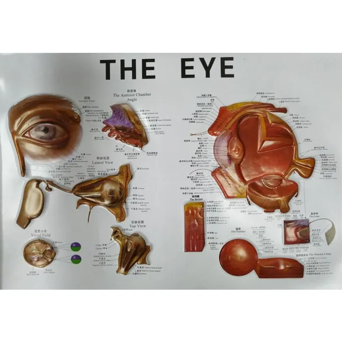 Oftalmik 3D tıbbi göz anatomisi YQ0605 göz ön ve arka odaları model