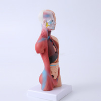 Modelo Anatómico de Estructura Corporal, Simulación Médica, Torso Completo con Órganos Internos, LD203, Juguete Educativo para la Enseñanza