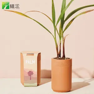 Nouvel arrivage de Bonsaï de palmier Kit de plantes en pot d'intérieur Macetas Bonsaï pour décorations de maison - Product Image 1